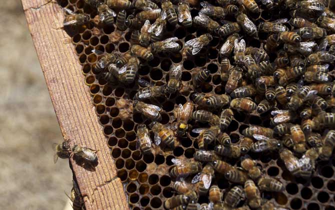 蜂后死了蜂群怎么辦?實際上蜂群能自救,自救失敗也還有辦法! 蜂后