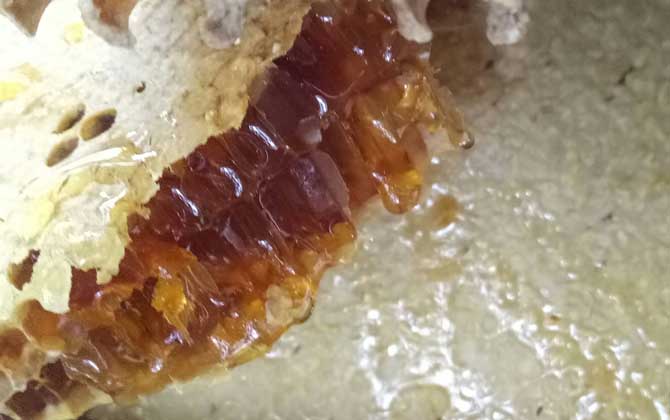 蜂蜜價格多少錢一斤?因蜂蜜種類的不同,蜂蜜價格也千差萬別! 土蜂蜜