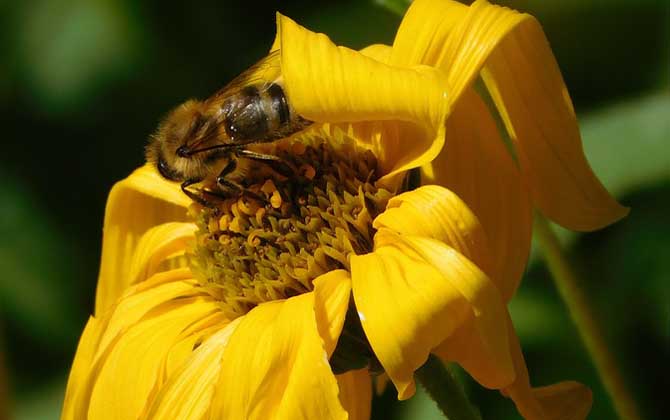 蜂毒的作用有哪些?雖然價格遠超黃金,但提取蜂毒則極為不易! 蜂毒