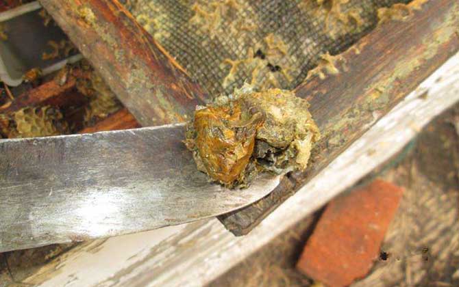 蜂膠的作用與功效有哪些?不但能增強免疫,而且還能降“三高”! 蜂膠