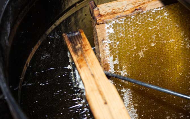 蜂蜜是怎么來的?絕非蜜蜂拉的屎,事實上蜜蜂釀蜜過程極為復雜! 取蜜