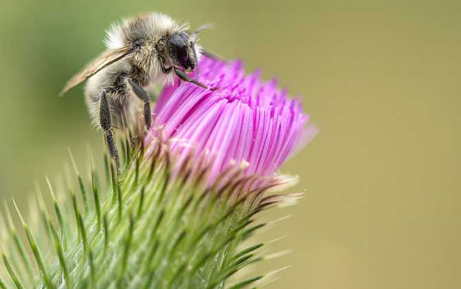 關于蜜蜂的知識有哪些?了解這些蜜蜂知識,養(yǎng)蜂時才能事半功倍! 蜜蜂