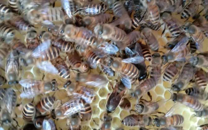 蜂王是公的還是母的?實際上蜂王是雌性,蜂群有且只有一只蜂王! 蜂王