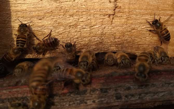 養(yǎng)40箱蜂一年賺多少錢?關鍵看技術,養(yǎng)好了年賺數(shù)萬元不在話下! 養(yǎng)蜂