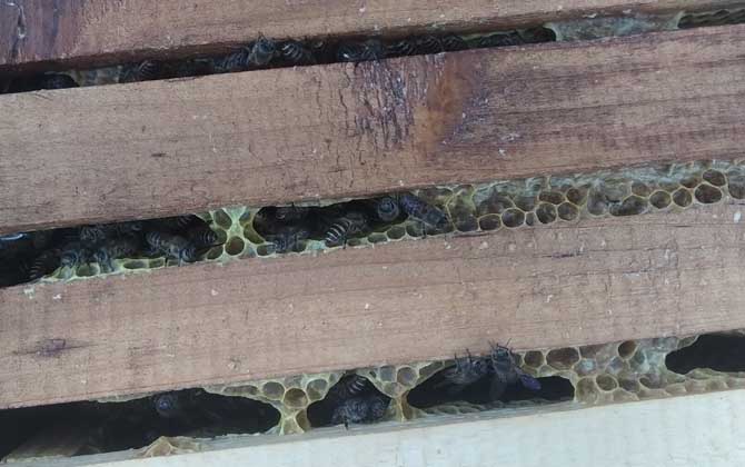 養(yǎng)40箱蜂一年賺多少錢?關鍵看技術,養(yǎng)好了年賺數(shù)萬元不在話下! 養(yǎng)蜂