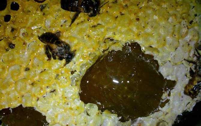 吃土蜂蜜的禁忌有哪些?除了不能過量食用,還不能長期空腹食用! 土蜂蜜