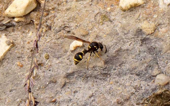被一只馬蜂蟄了有事嗎?小型馬蜂問(wèn)題不大,大型馬蜂仍然很危險(xiǎn)! 馬蜂
