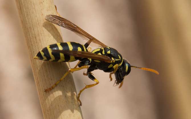 被一只馬蜂蟄了有事嗎?小型馬蜂問(wèn)題不大,大型馬蜂仍然很危險(xiǎn)! 馬蜂