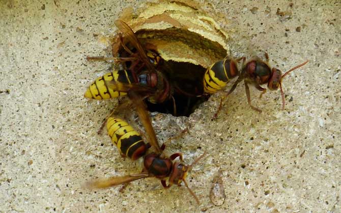 被一只馬蜂蟄了有事嗎?小型馬蜂問(wèn)題不大,大型馬蜂仍然很危險(xiǎn)! 馬蜂