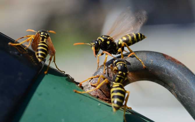 被一只馬蜂蟄了有事嗎?小型馬蜂問(wèn)題不大,大型馬蜂仍然很危險(xiǎn)! 馬蜂