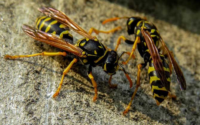 被一只馬蜂蟄了有事嗎?小型馬蜂問(wèn)題不大,大型馬蜂仍然很危險(xiǎn)! 馬蜂