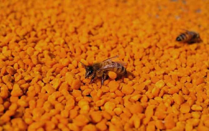 茶花粉的功效與作用有哪些?經(jīng)常吃些茶花粉,這6個好處跑不了! 茶花粉