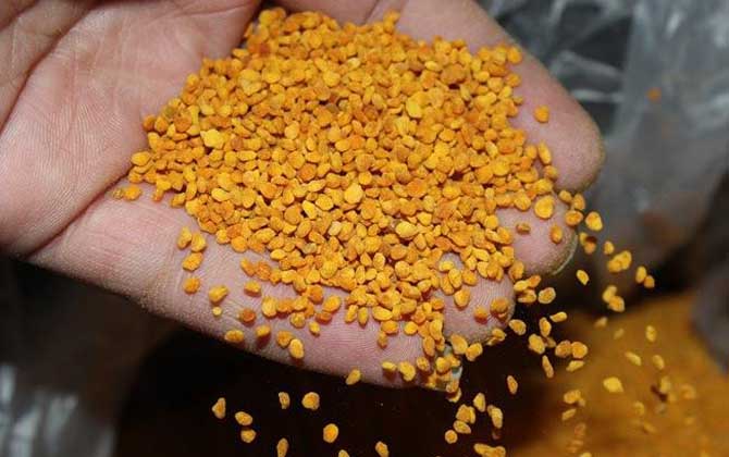 茶花粉的功效與作用有哪些?經(jīng)常吃些茶花粉,這6個好處跑不了! 茶花粉