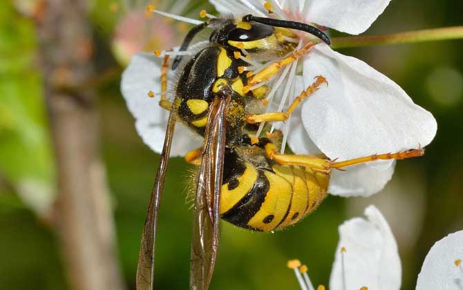 被馬蜂蟄了多久毒發?立刻會出現疼痛,但48小時內無異常才安全! 馬蜂
