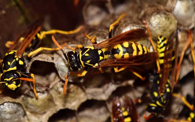 被馬蜂蟄了多久毒發?立刻會出現疼痛,但48小時內無異常才安全! 馬蜂