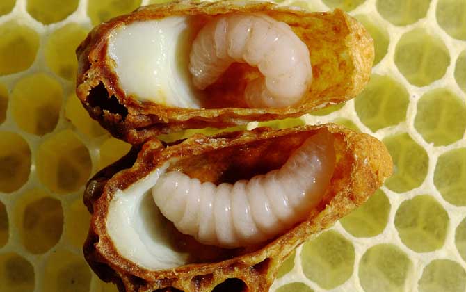 蜂蜜、蜂王漿、蜂膠、蜂蠟、蜂花粉、蜂毒、蜂蛹有什么區別? 蜂王漿