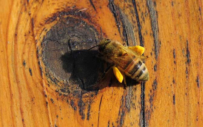 蜂蜜、蜂王漿、蜂膠、蜂蠟、蜂花粉、蜂毒、蜂蛹有什么區別? 蜂花粉