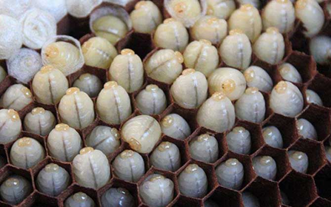 吃蜂蛹的禁忌有哪些?除了不能過量食用,還要警惕發生過敏反應! 蜂蛹