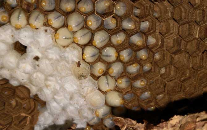 吃蜂蛹的禁忌有哪些?除了不能過量食用,還要警惕發生過敏反應! 蜂蛹