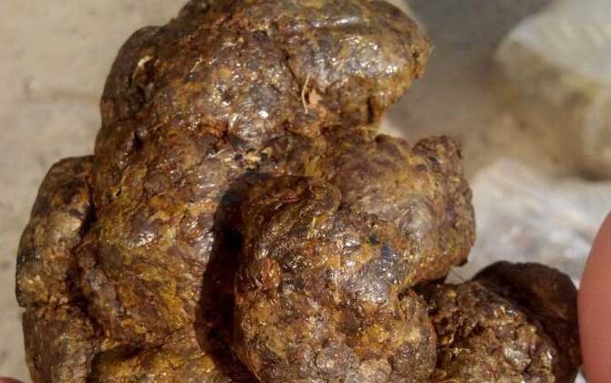 蜂膠是什么東西?蜜蜂采集樹(shù)膠加工成的,素有“液體黃金”之稱! 蜂膠