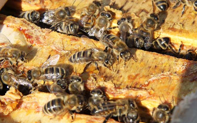 蜂膠是什么東西?蜜蜂采集樹(shù)膠加工成的,素有“液體黃金”之稱! 蜂膠