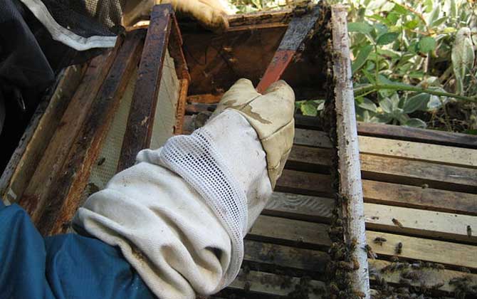 蜂膠是什么東西?蜜蜂采集樹(shù)膠加工成的,素有“液體黃金”之稱! 蜂膠