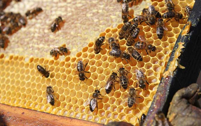 蜂膠是什么東西?蜜蜂采集樹(shù)膠加工成的,素有“液體黃金”之稱! 蜂膠