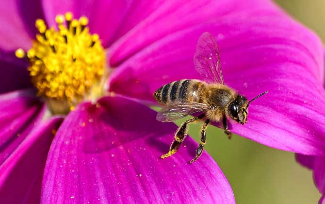 蜜蜂是益蟲(chóng)還是害蟲(chóng)?為什么?事實(shí)上很多植物授粉都離不開(kāi)蜜蜂! 蜜蜂
