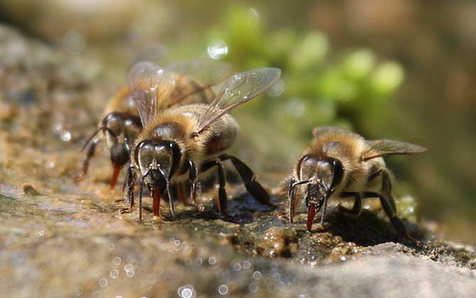 蜜蜂是益蟲(chóng)還是害蟲(chóng)?為什么?事實(shí)上很多植物授粉都離不開(kāi)蜜蜂! 蜜蜂