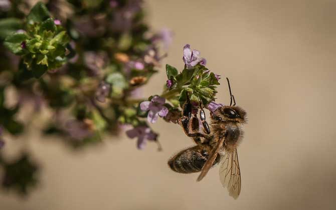 蜜蜂是益蟲(chóng)還是害蟲(chóng)?為什么?事實(shí)上很多植物授粉都離不開(kāi)蜜蜂! 蜜蜂