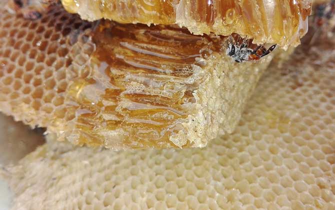 蜂蜜怎么樣才算好的?沒有明確的標準,自然成熟蜜都算是好蜂蜜! 蜂蜜