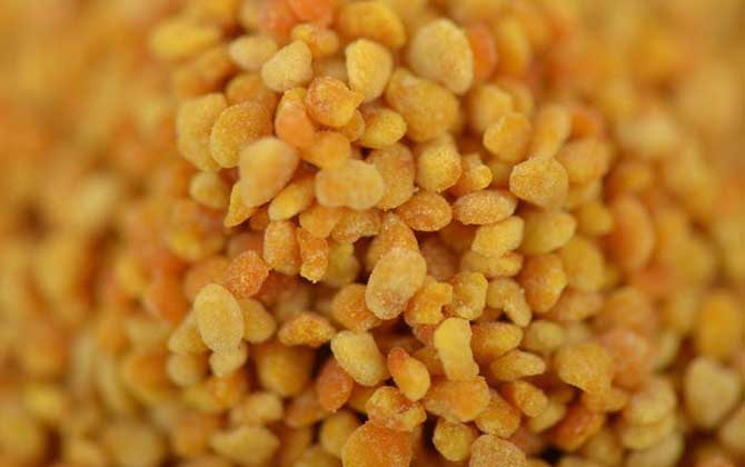 荷花粉的功效與作用有哪些?不但能增強體質,還能延緩衰老速度! 荷花粉