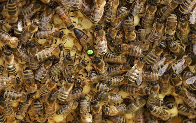 工蜂殺死蜂王是什么回事?清楚工蜂和蜂王的關(guān)系,你就知道原因了! 工蜂