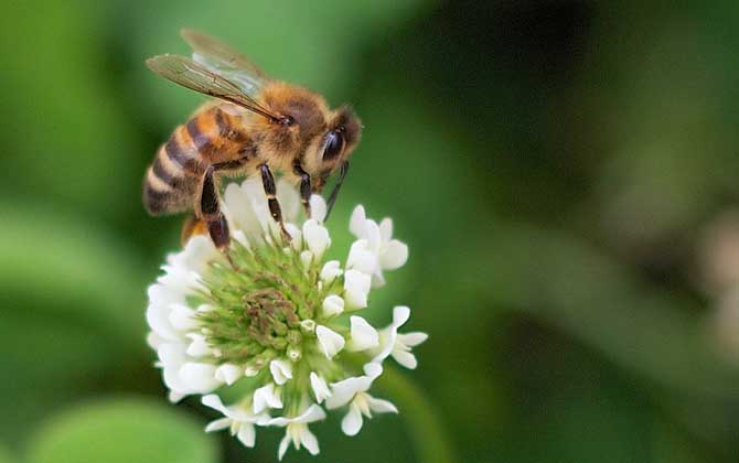 蜜蜂的習性有哪些?搞清楚蜜蜂的習性,養蜂時才能做到有的放矢! 蜜蜂