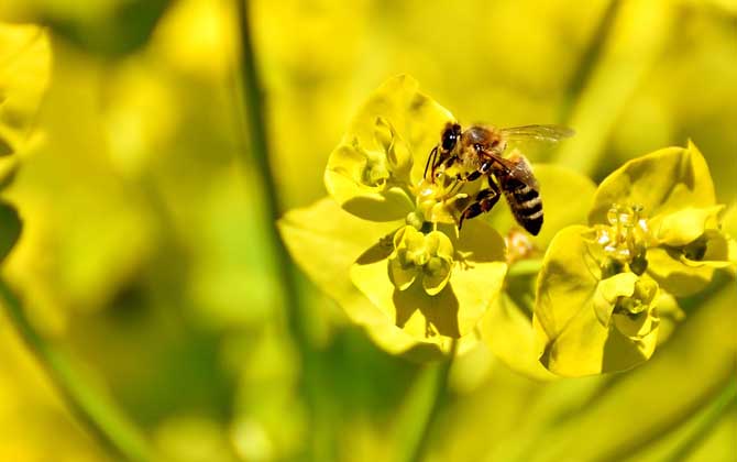 蜜蜂的習性有哪些?搞清楚蜜蜂的習性,養蜂時才能做到有的放矢! 蜜蜂