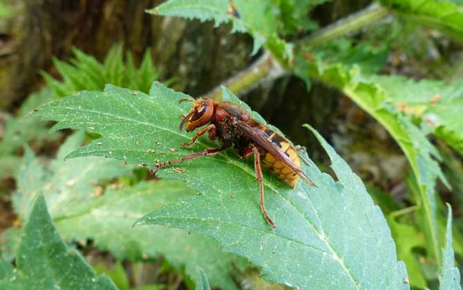 被馬蜂蟄了怎么處理?教你幾個小妙招,這樣處理能快速消腫止痛! 馬蜂