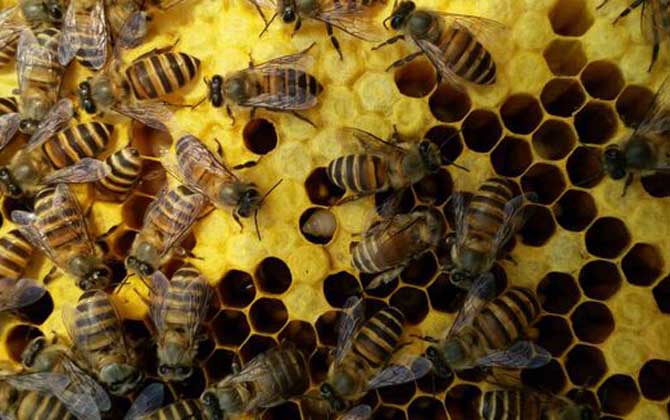 蜜蜂養(yǎng)殖