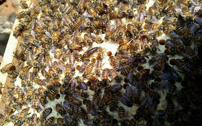 蜜蜂養(yǎng)殖