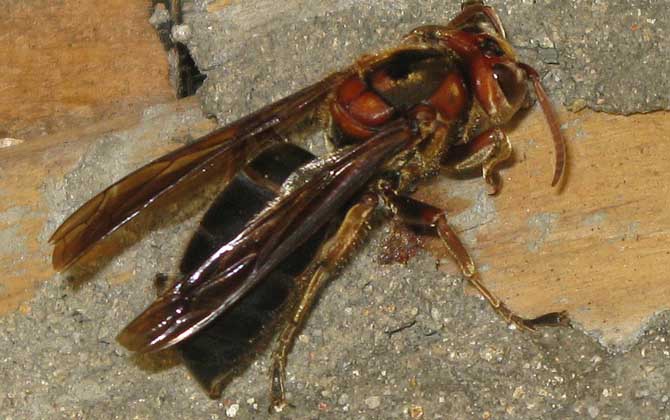 世界上最毒的蜂排名,尤其是前三種蜂,經(jīng)常有蜇人致死的報(bào)道! 黑絨胡蜂