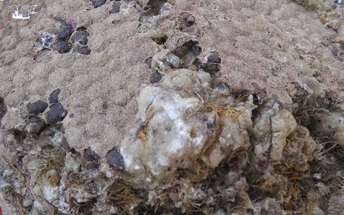 石蜜是什么東西?和蜂蜜沒有任何關(guān)系,騙子常用來欺騙消費者! 石蜜