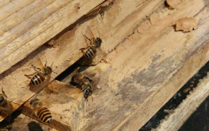 土蜂是什么蜂種?實際上是中華蜜蜂(中蜂),我國獨有的本土蜂種! 土蜂