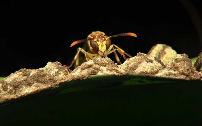 被馬蜂蟄了怎么辦?怎么消腫?切勿掉以輕心,嚴重時會危及生命! 馬蜂