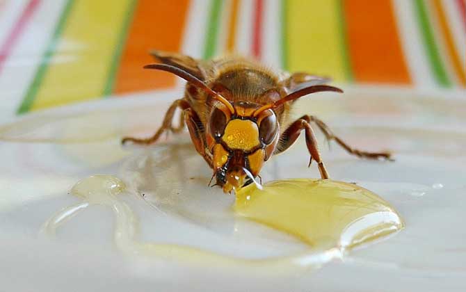 真蜂蜜和假蜂蜜怎么鑒別?色、香、味均有不同,結晶狀態也不同! 蜂蜜