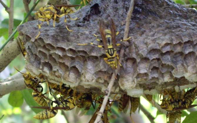 馬蜂來家里是福還是禍?無關禍福,只能說家里環(huán)境適合馬蜂筑巢! 馬蜂
