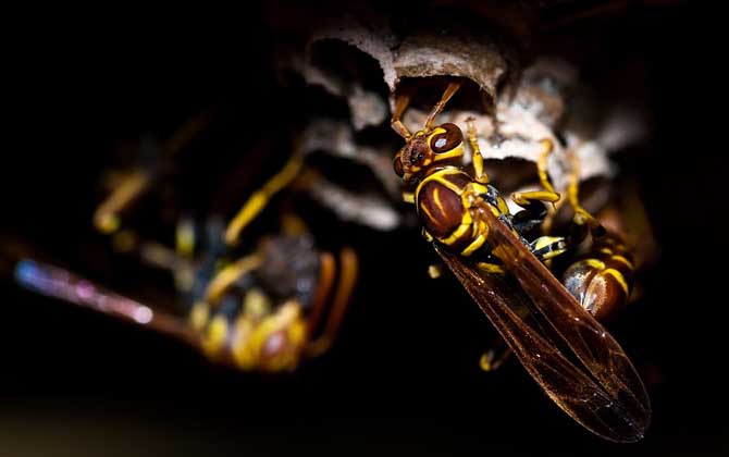 馬蜂來家里是福還是禍?無關禍福,只能說家里環(huán)境適合馬蜂筑巢! 馬蜂