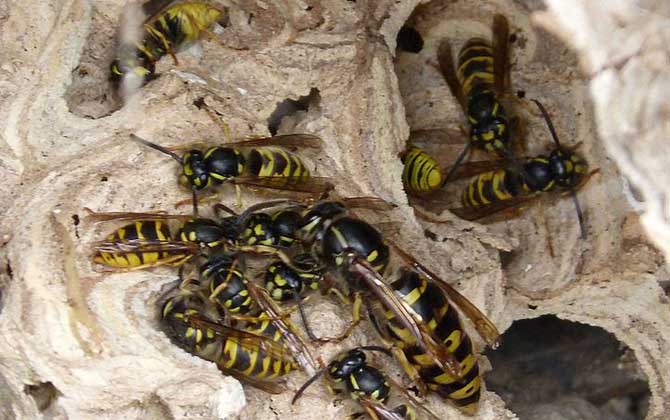 馬蜂蟄了幾個小時算安全?至少觀察24小時,無異常基本就安全了! 馬蜂