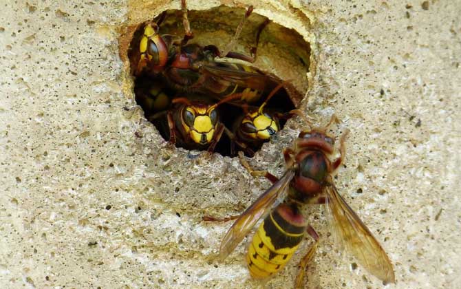馬蜂蟄了幾個小時算安全?至少觀察24小時,無異常基本就安全了! 馬蜂