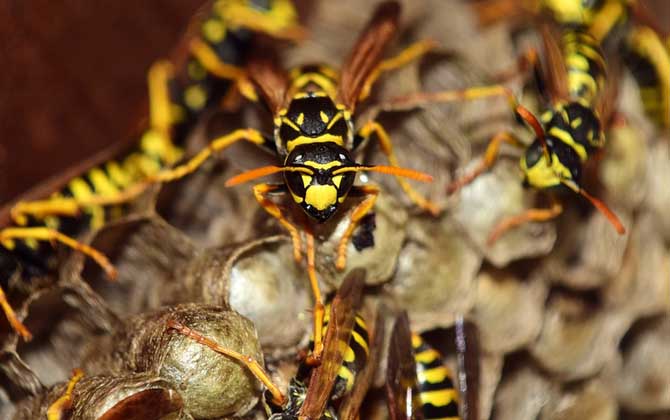 馬蜂蟄了幾個小時算安全?至少觀察24小時,無異常基本就安全了! 馬蜂