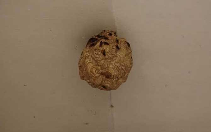 馬蜂入宅預兆著什么?無關禍福,但迷信說法中預兆著福氣和財運! 馬蜂
