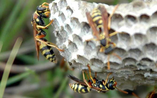 馬蜂入宅預兆著什么?無關禍福,但迷信說法中預兆著福氣和財運! 馬蜂